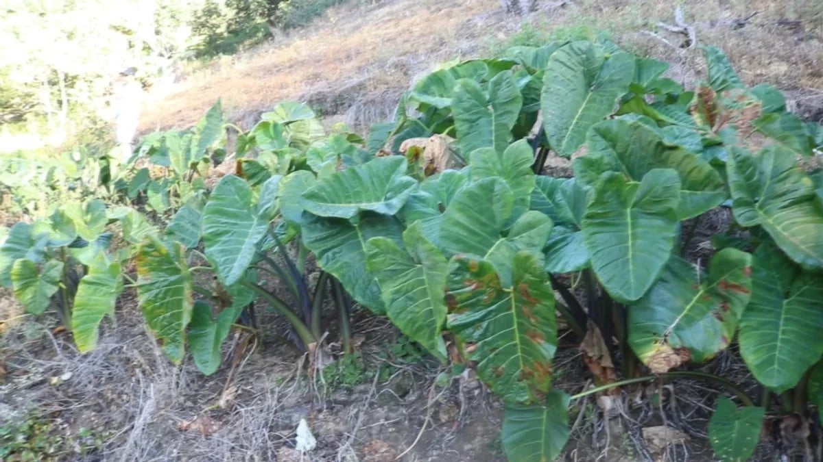Finca en La Horma, Sabana Larga – foto 9