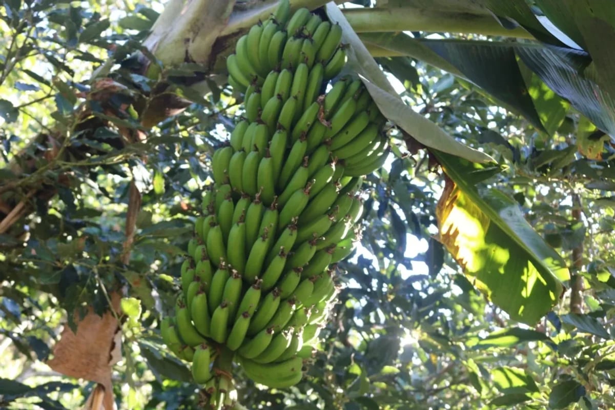 Finca en La Horma, Sabana Larga – foto 3