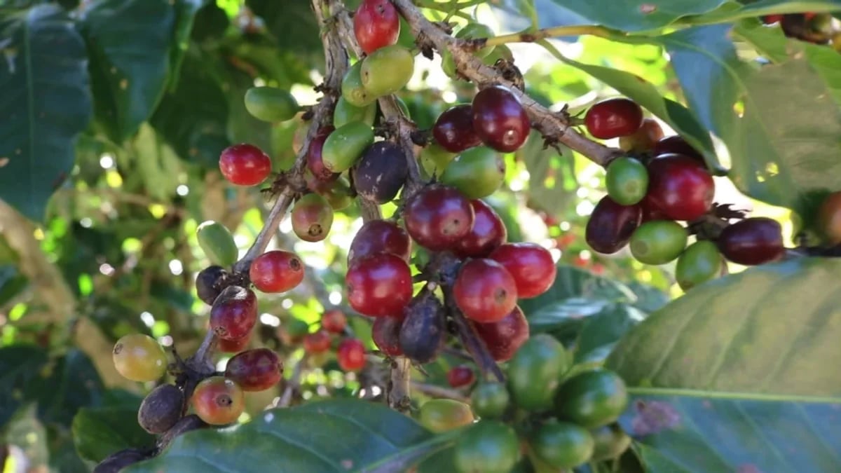 Finca en La Horma, Sabana Larga – foto 5