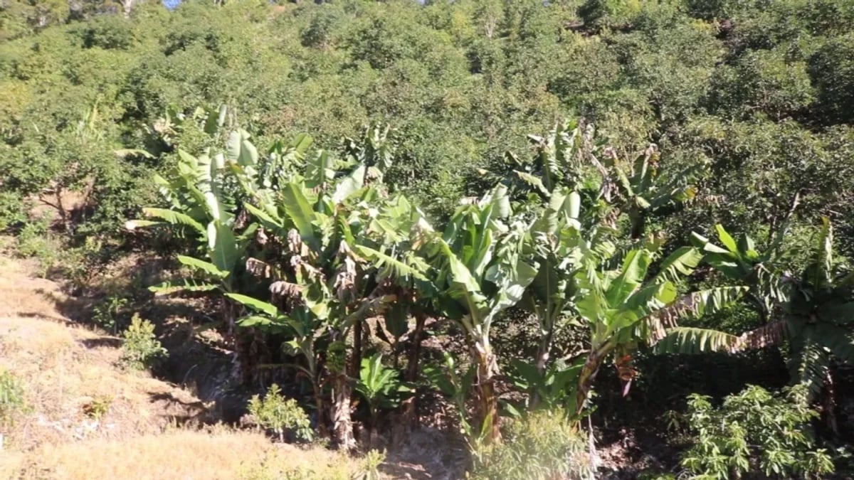 Finca en La Horma, Sabana Larga – foto 10
