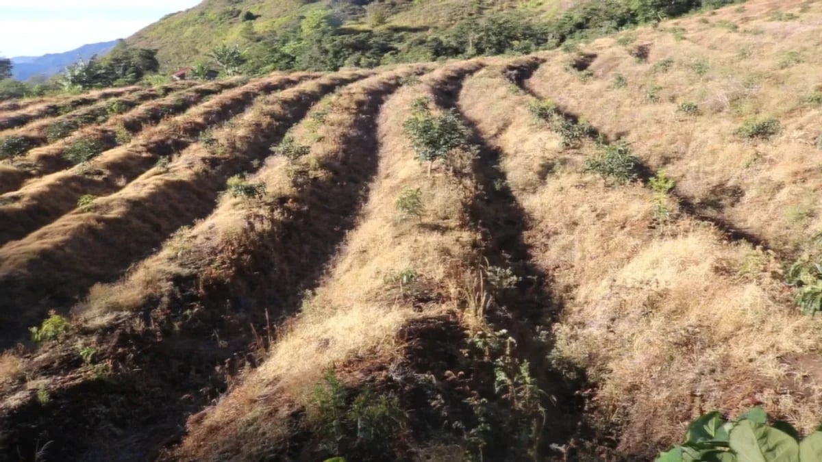 Finca en La Horma, Sabana Larga – foto 8