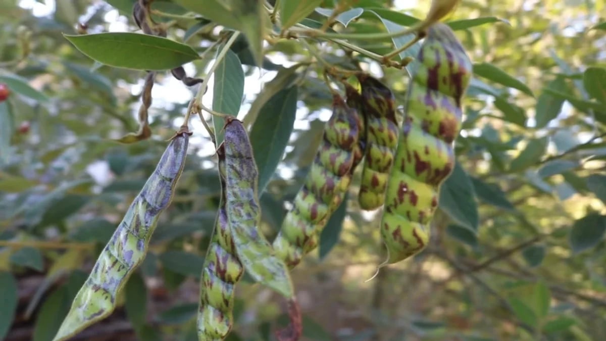 Finca en La Horma, Sabana Larga – foto 6