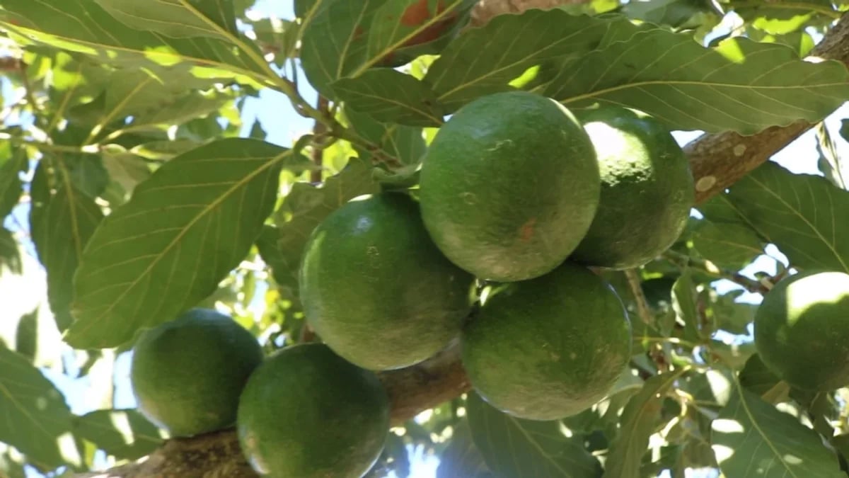 Finca en La Horma, Sabana Larga – foto 7