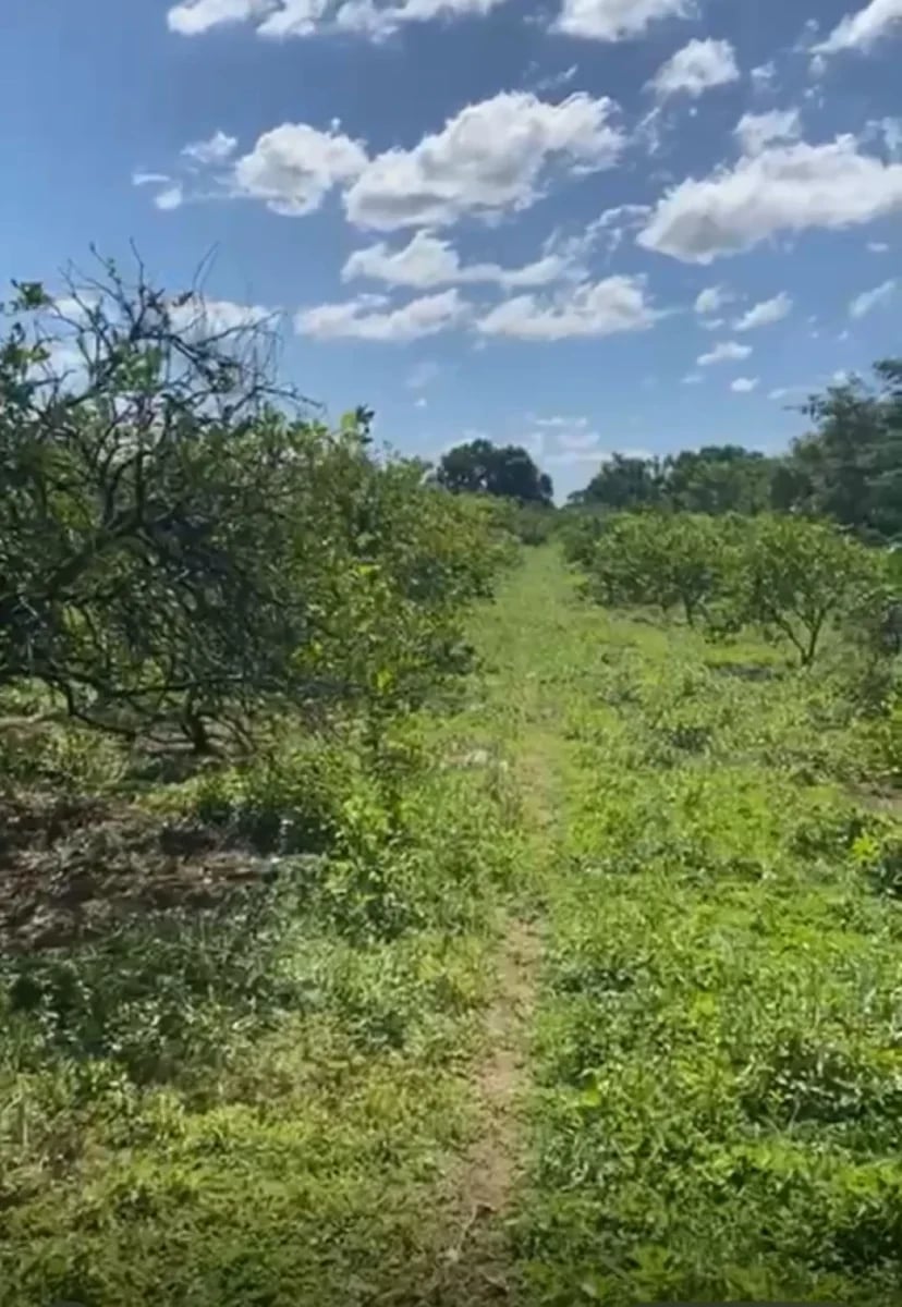 FINCA EN VENTA MONTE PLATA – foto 4