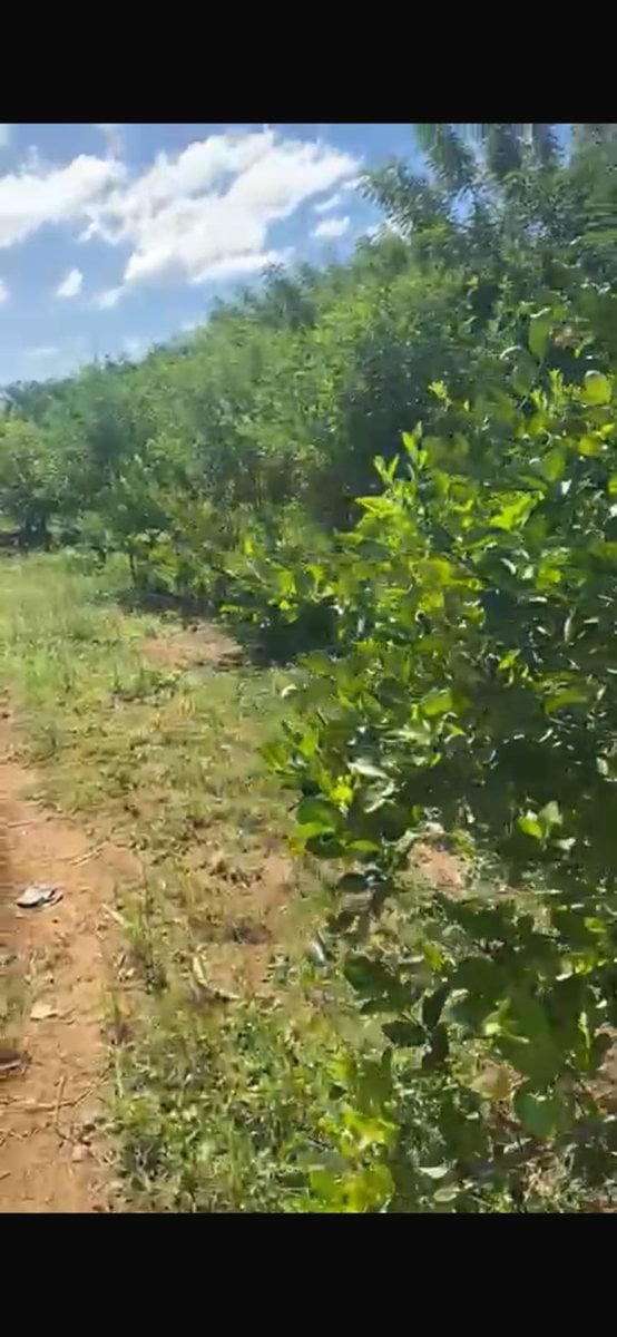 FINCA EN VENTA MONTE PLATA – foto 3