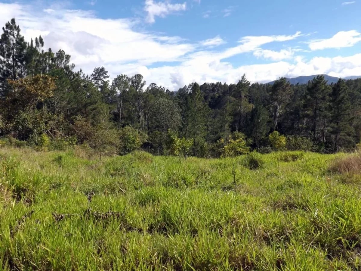 Vendo Finca en San Jose de Las Matas – foto 6