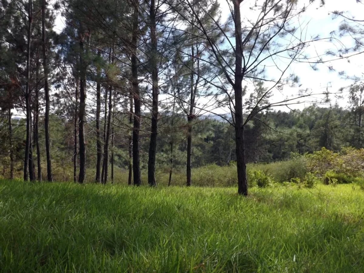 Vendo Finca en San Jose de Las Matas – foto 3