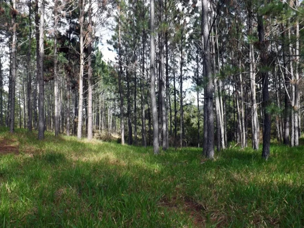 Vendo Finca en San Jose de Las Matas – foto 4