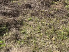 Terreno en venta en Naco Golf y Country Club – foto 3