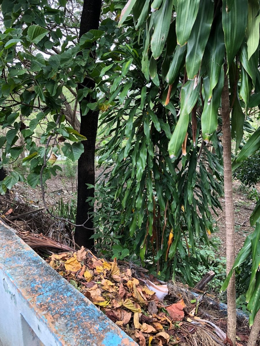 Terreno en San José de Ocoa, San Francisco – foto 5