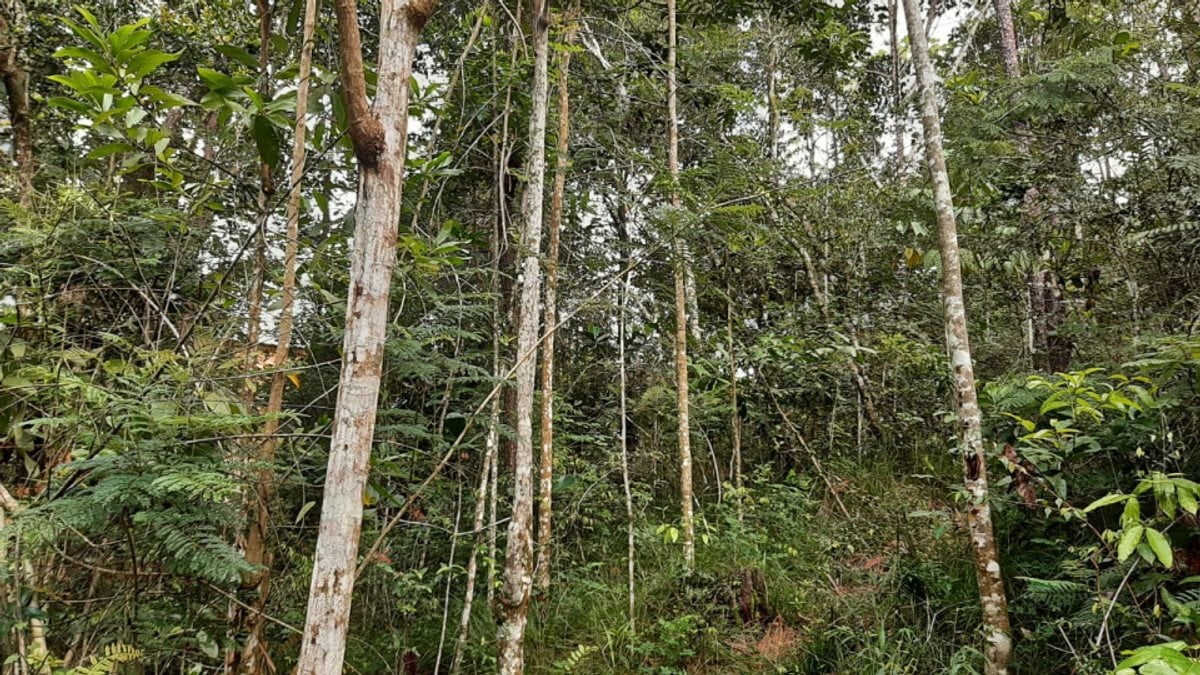 Terreno en Jarabacoa, Buena Vista, 2395 m² – foto 4