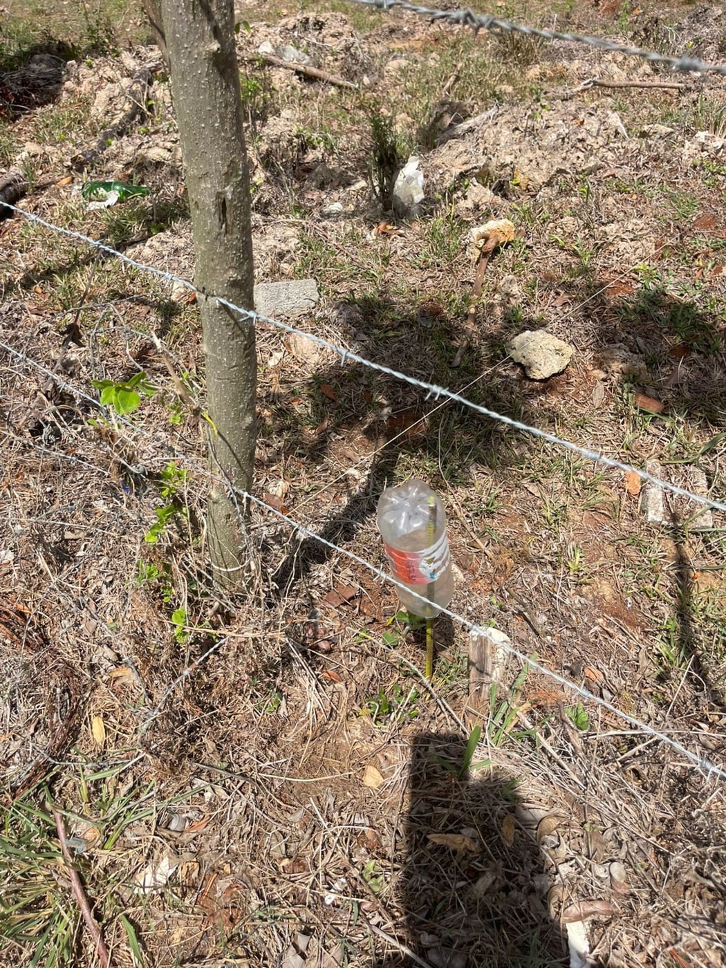 Dos Terrenos de 968 mts2 | La Novilla RSJ – foto 6