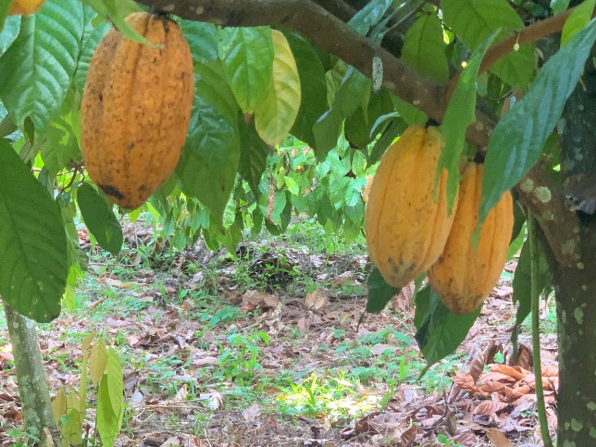 Finca En Los Plátanos, Bonao – foto 8
