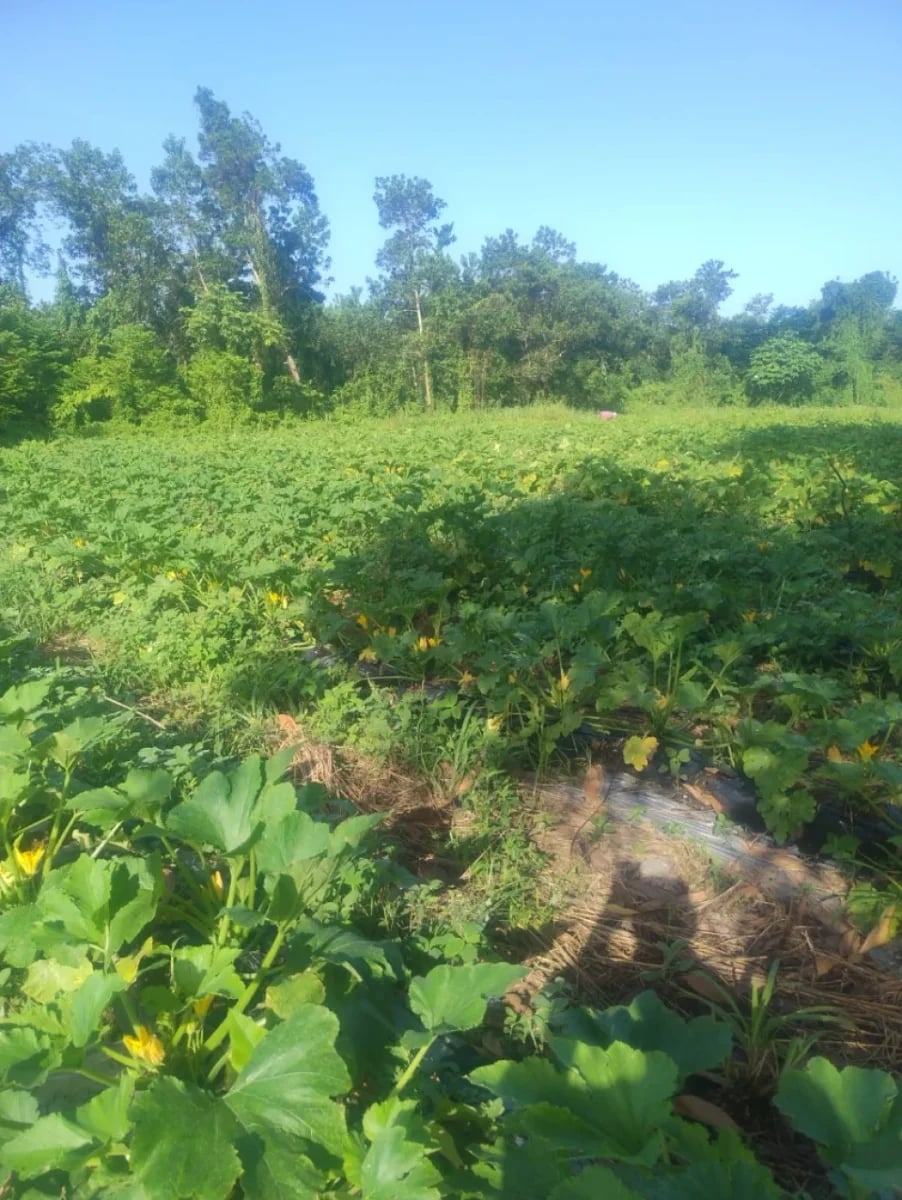 Terreno en venta en Santo Domingo Este – foto 2
