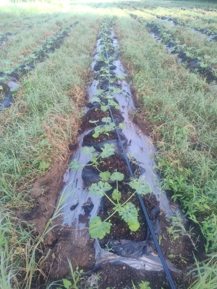 Terreno en venta en Santo Domingo Este – foto 3