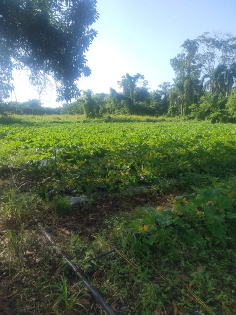 Terreno en venta en Santo Domingo Este – foto 4