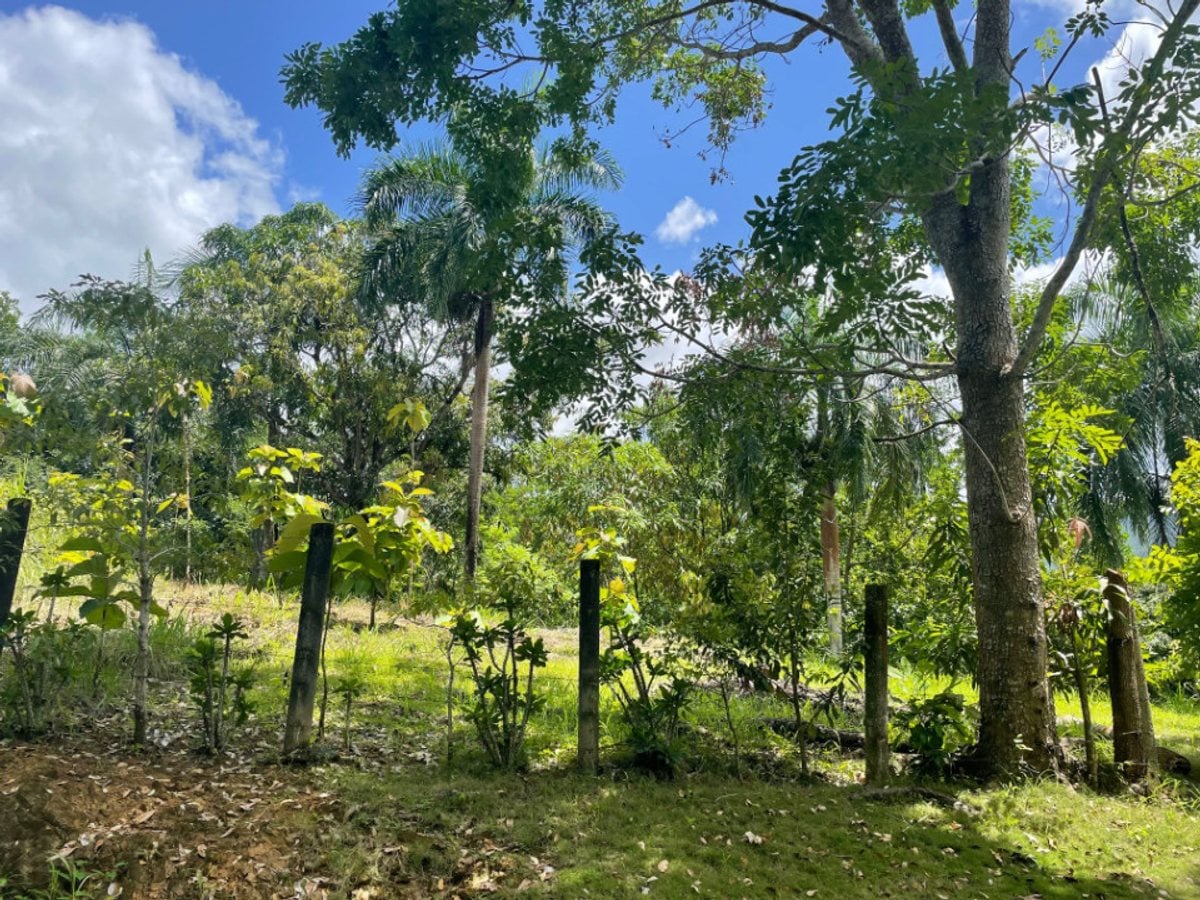 SOLAR DE VENTA EN COLINAS DE MINA VILLA ALTAGRACIA – foto 2