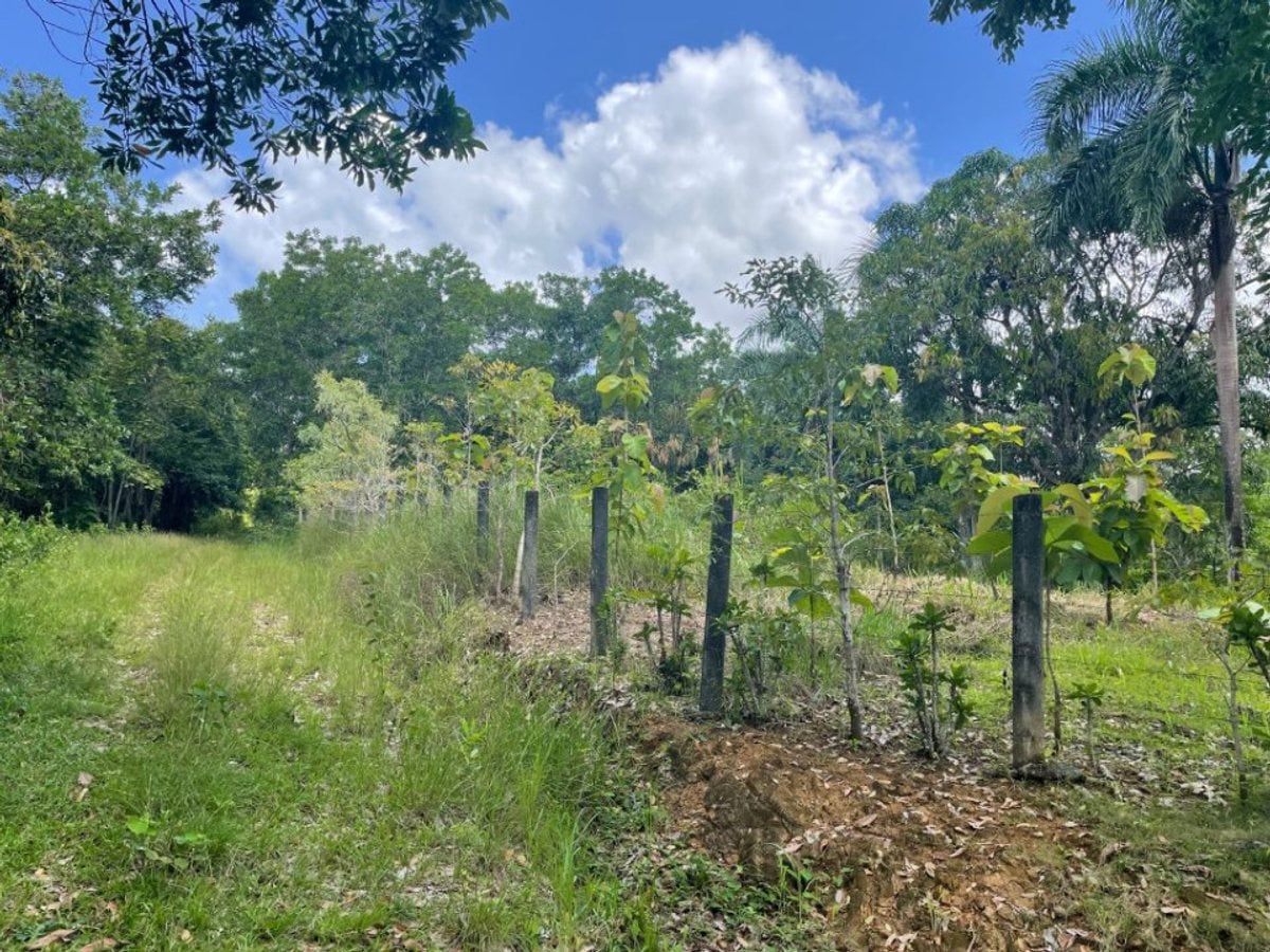SOLAR DE VENTA EN COLINAS DE MINA VILLA ALTAGRACIA – foto 3