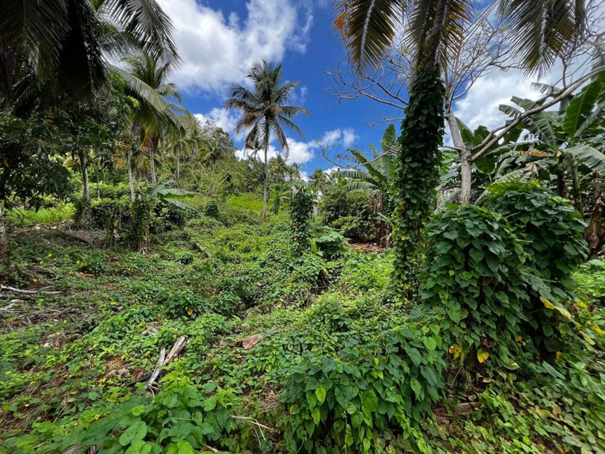 rreno en Rincon Samana – foto 3