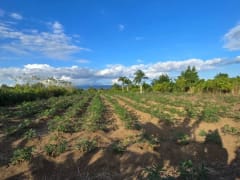 Terreno en Puñal, venta – foto 5