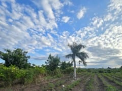 Terreno en Puñal, venta – foto 3