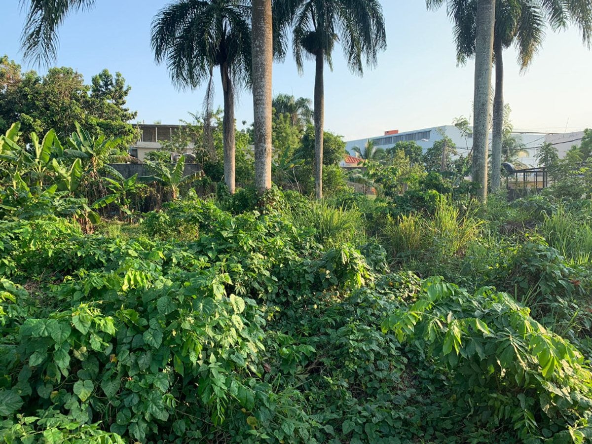 Terreno En Las Flores, Santo Domingo Norte – foto 4