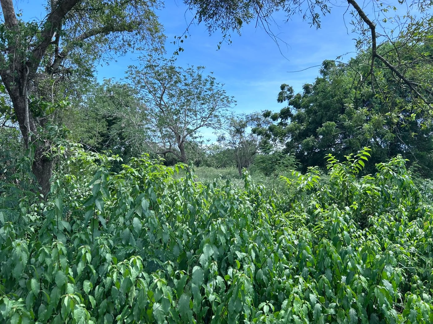 TERRENO EN VENTA en GUAVABERRY COUNTRY CLUB – foto 4