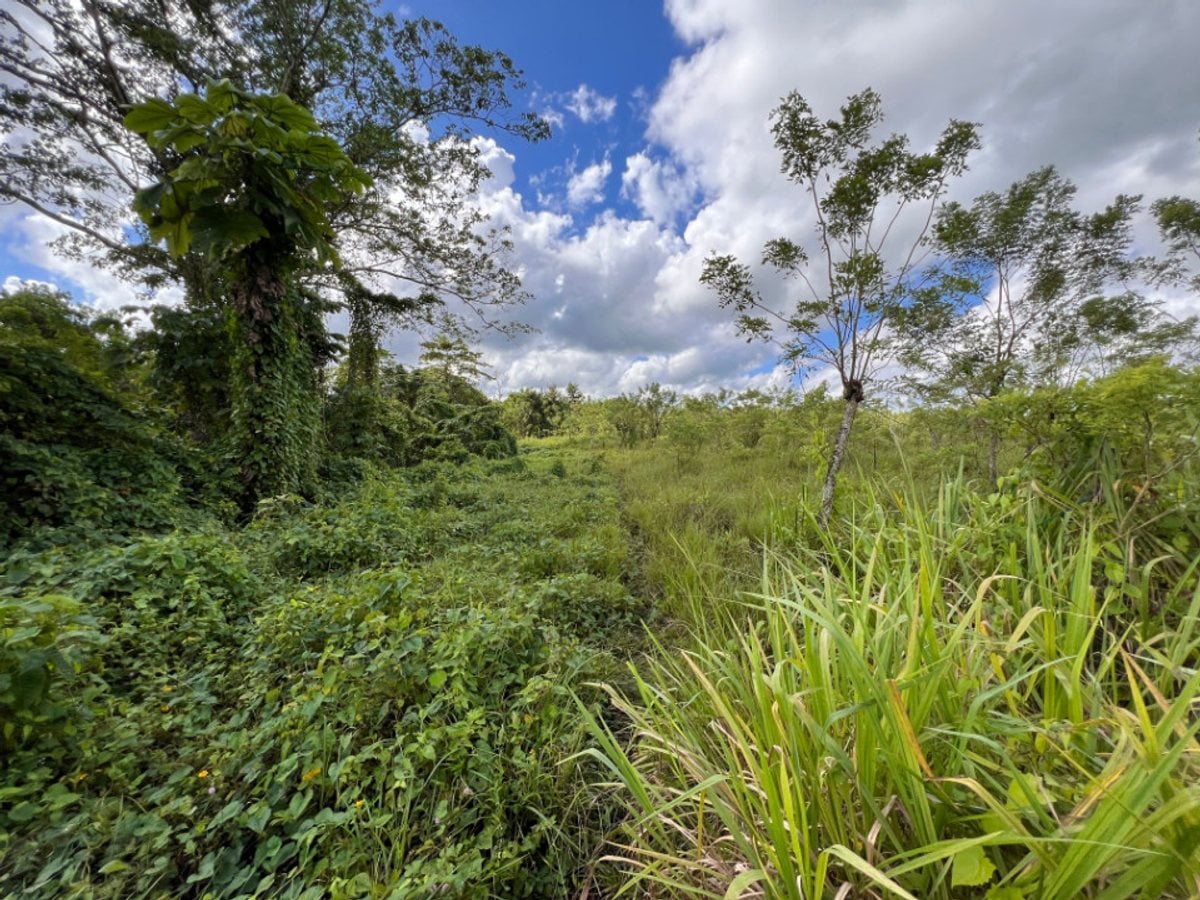 Finca En Dajao, Bayaguana – foto 1