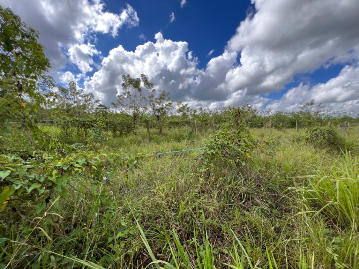 Finca En Dajao, Bayaguana – foto 5