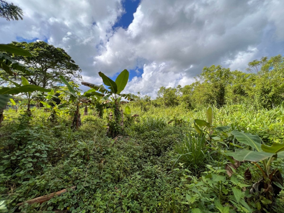 Finca En Dajao, Bayaguana – foto 6